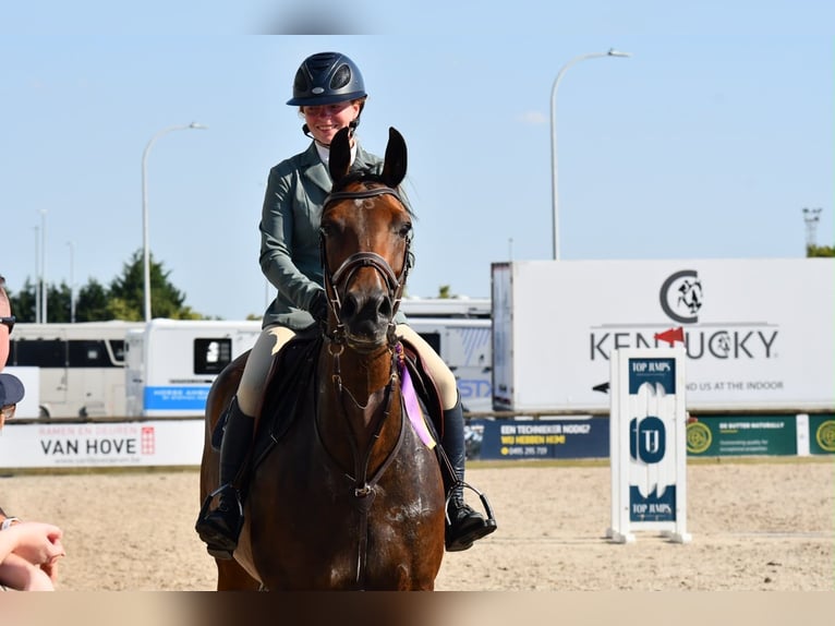 Zangersheider Stute 7 Jahre 163 cm Brauner in Wontergem