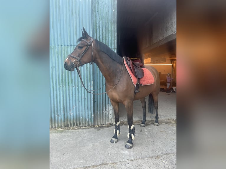 Zangersheider Stute 7 Jahre 163 cm Brauner in Wontergem