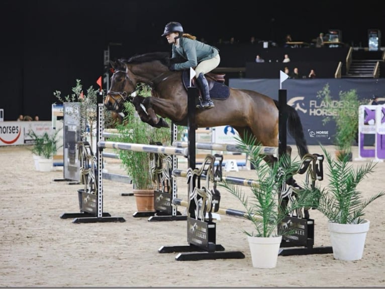 Zangersheider Stute 7 Jahre 163 cm Brauner in Wontergem