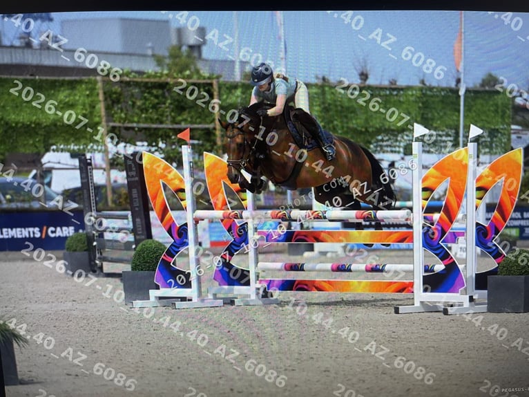 Zangersheider Stute 7 Jahre 163 cm Brauner in Wontergem