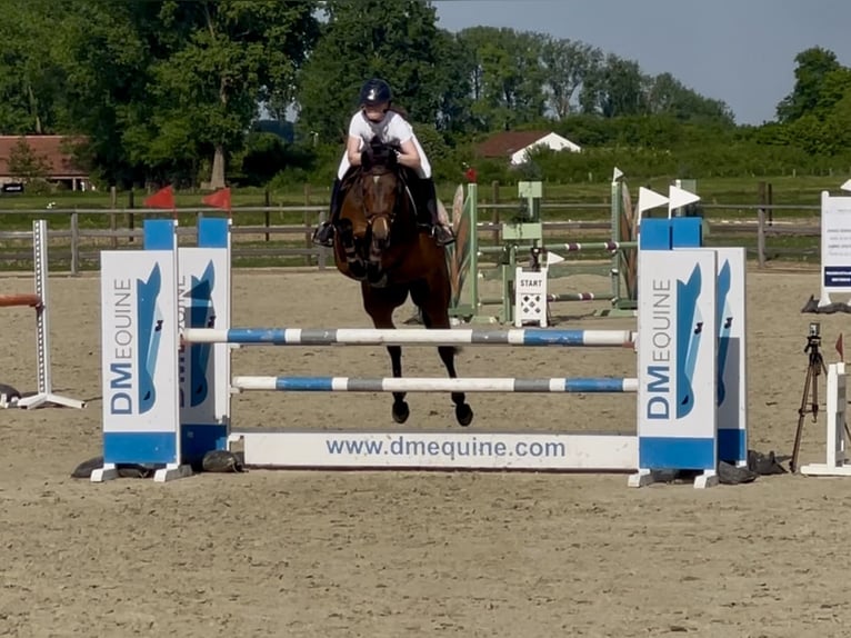 Zangersheider Stute 7 Jahre 163 cm Brauner in Wontergem