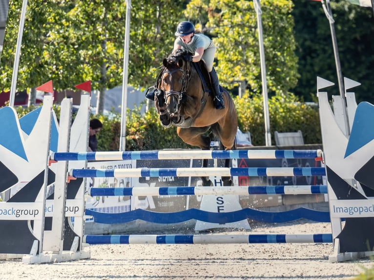 Zangersheider Stute 7 Jahre 163 cm Brauner in Wontergem