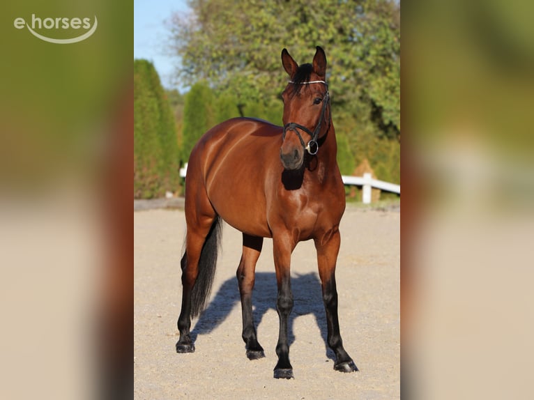 Zangersheider Stute 7 Jahre 164 cm Brauner in Schwäbisch Hall