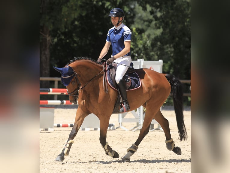 Zangersheider Stute 7 Jahre 165 cm Brauner in Les Chères