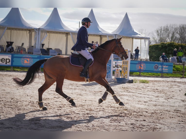 Zangersheider Stute 7 Jahre 165 cm Brauner in Les Chères