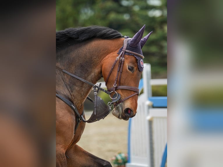 Zangersheider Stute 7 Jahre 165 cm Brauner in Liptovská Sielnica