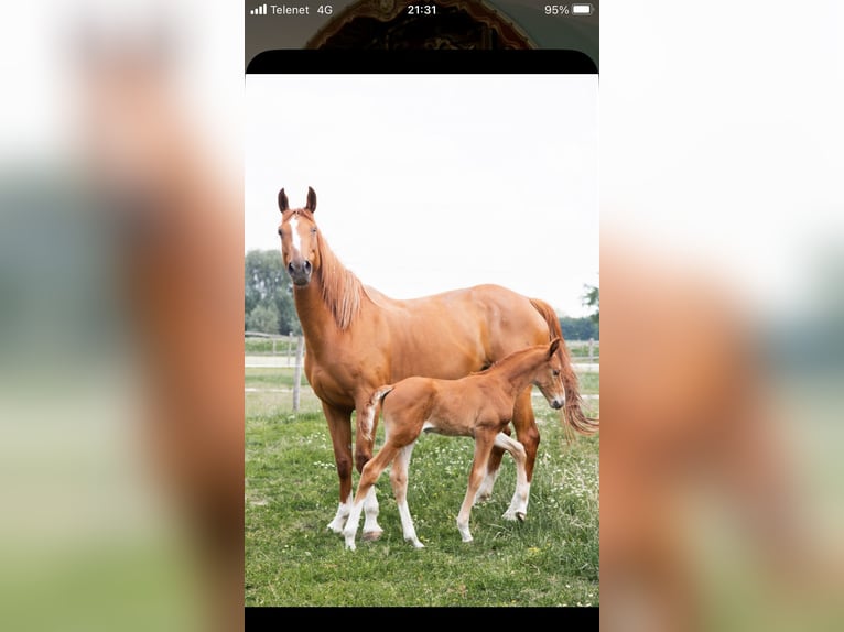 Zangersheider Stute 7 Jahre 165 cm Fuchs in Ingelmunster