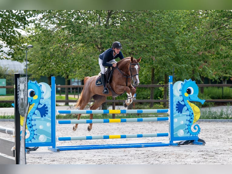 Zangersheider Stute 7 Jahre 165 cm Fuchs in Kaulille