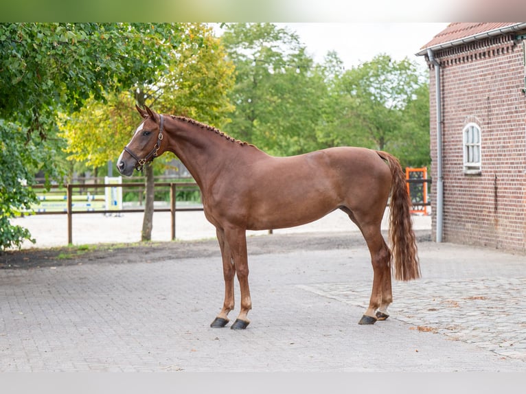 Zangersheider Stute 7 Jahre 165 cm Fuchs in Kaulille