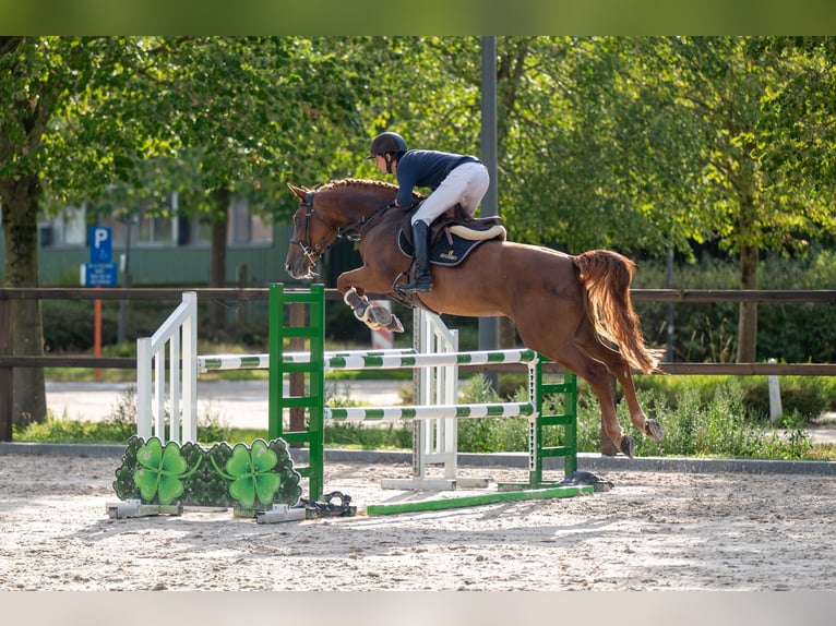 Zangersheider Stute 7 Jahre 165 cm Fuchs in Kaulille