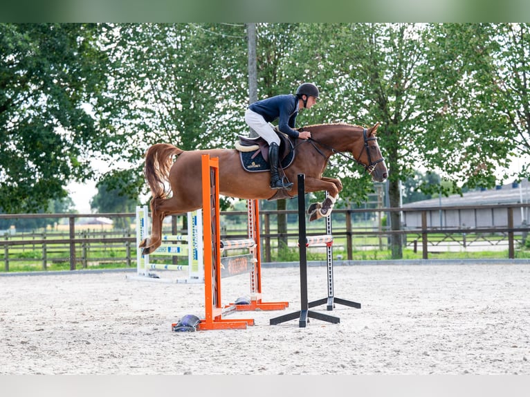 Zangersheider Stute 7 Jahre 165 cm Fuchs in Kaulille