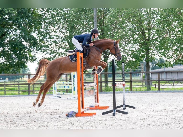 Zangersheider Stute 7 Jahre 165 cm Fuchs in Kaulille