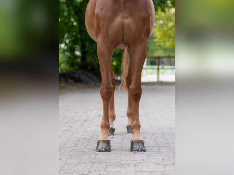 Zangersheider Stute 7 Jahre 165 cm Fuchs in Kaulille