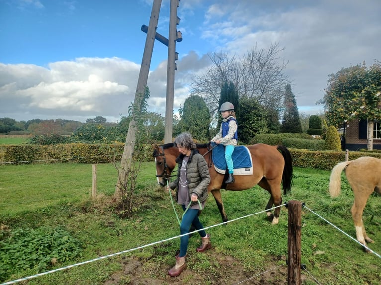 Zangersheider Stute 7 Jahre 165 cm Hellbrauner in Laren