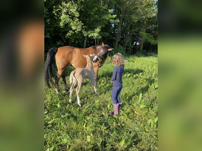 Zangersheider Stute 7 Jahre 165 cm Hellbrauner in Laren