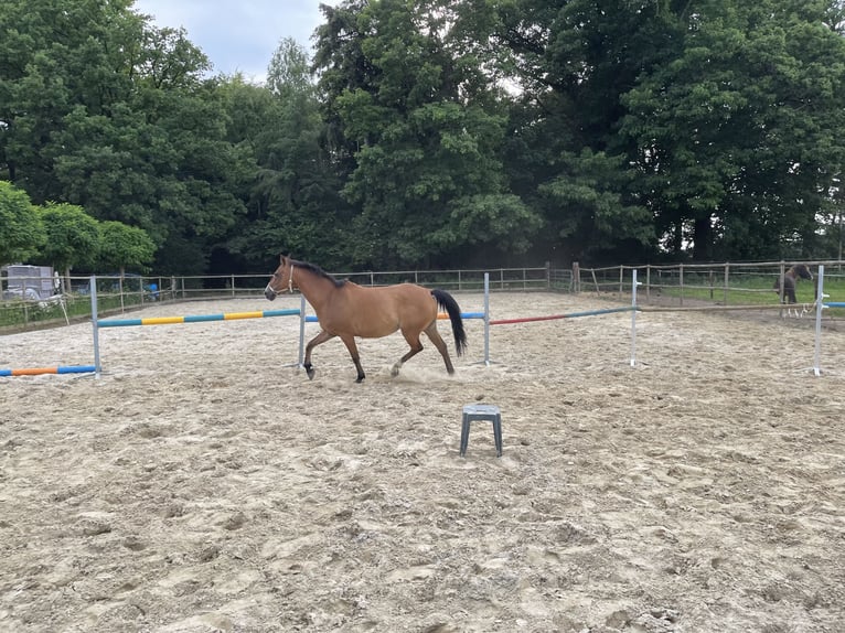 Zangersheider Stute 7 Jahre 165 cm Hellbrauner in Laren