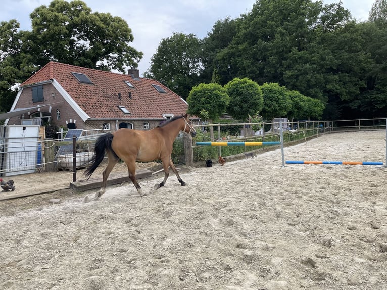 Zangersheider Stute 7 Jahre 165 cm Hellbrauner in Laren