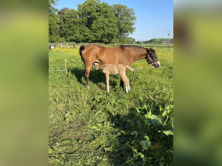 Zangersheider Stute 7 Jahre 165 cm Hellbrauner in Laren