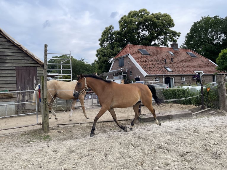 Zangersheider Stute 7 Jahre 165 cm Hellbrauner in Laren