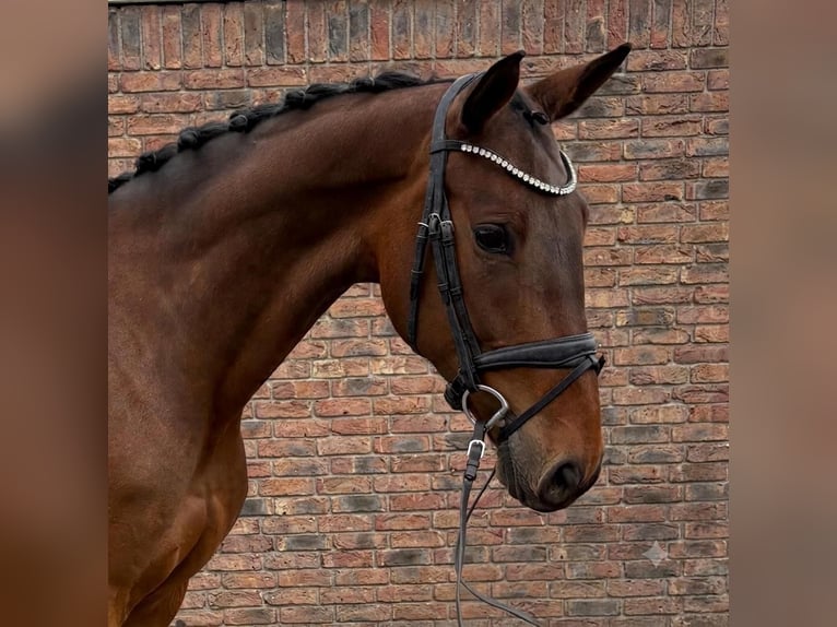 Zangersheider Stute 7 Jahre 167 cm Brauner in Niederkassel