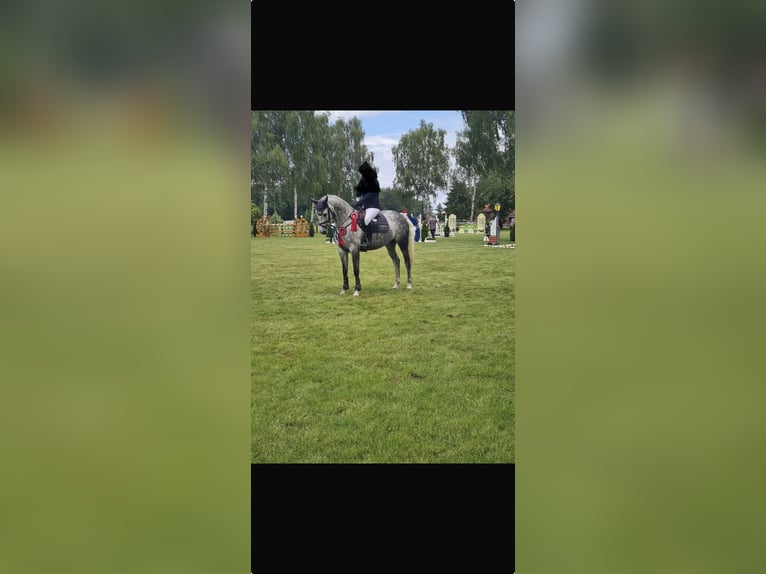 Zangersheider Stute 7 Jahre 167 cm Schimmel in Hamburg