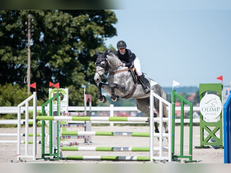 Zangersheider Stute 7 Jahre 167 cm Schimmel in Wodzisław Śląski