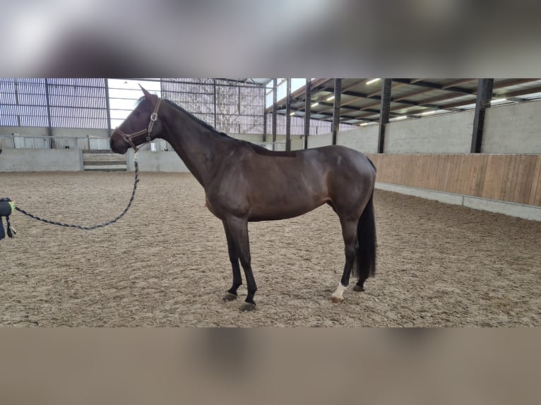 Zangersheider Stute 7 Jahre 167 cm Schwarzbrauner in Oreye