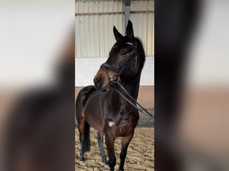 Zangersheider Stute 7 Jahre 167 cm Schwarzbrauner in Versmold