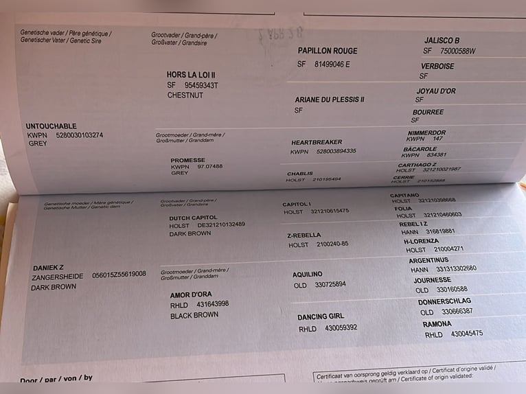 Zangersheider Stute 7 Jahre 168 cm Apfelschimmel in Debrecen