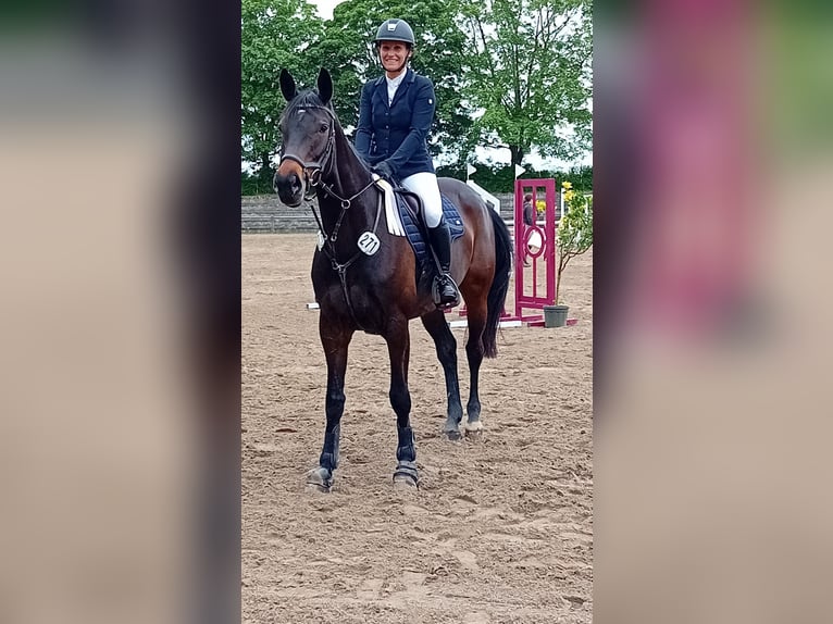 Zangersheider Stute 7 Jahre 168 cm Dunkelbrauner in Stutensee