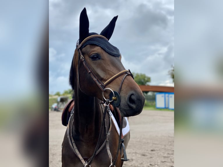 Zangersheider Stute 7 Jahre 168 cm Dunkelbrauner in Stutensee