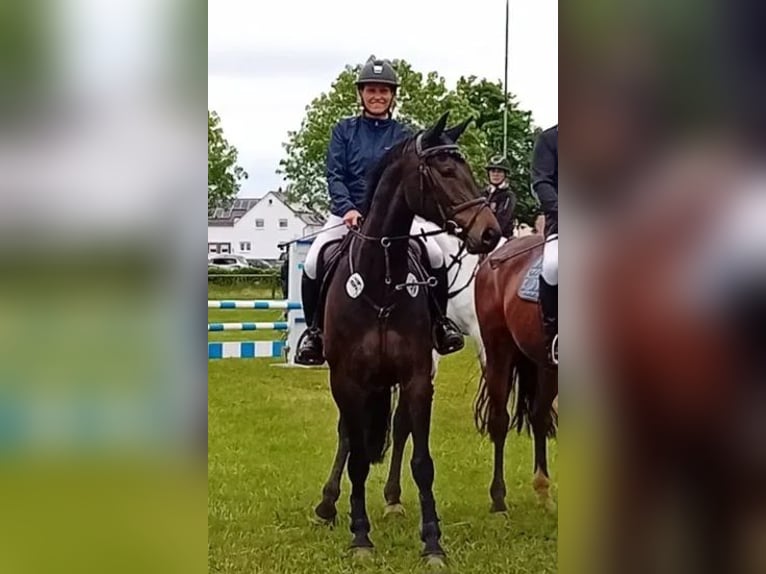 Zangersheider Stute 7 Jahre 168 cm Dunkelbrauner in Stutensee