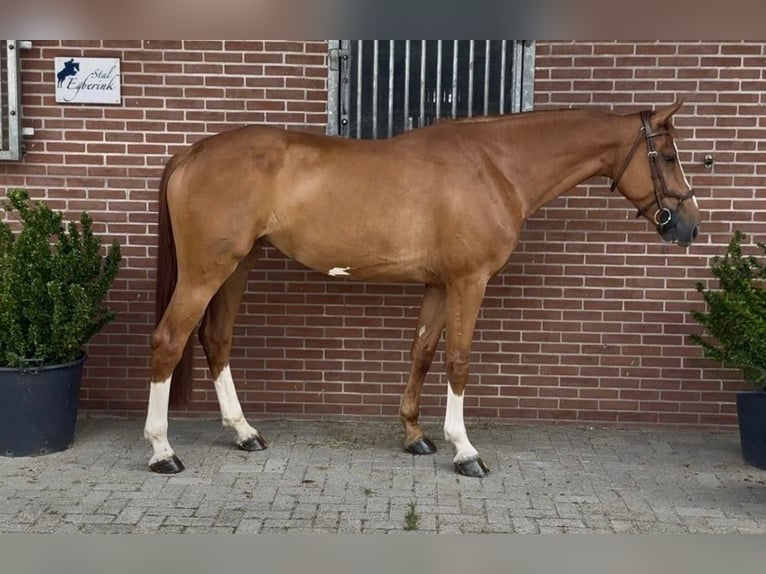 Zangersheider Stute 7 Jahre 168 cm Fuchs in A Coruña