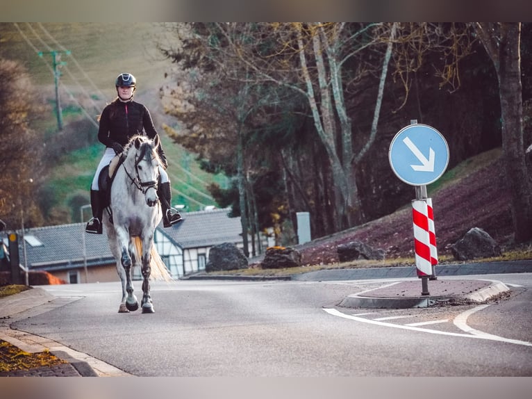 Zangersheider Stute 7 Jahre 168 cm Rappschimmel in Nettersheim