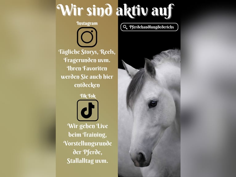 Zangersheider Stute 7 Jahre 168 cm Rappschimmel in Nettersheim