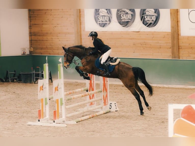 Zangersheider Stute 7 Jahre 168 cm Rotbrauner in Łódź