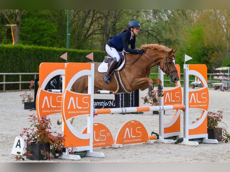 Zangersheider Stute 7 Jahre 169 cm Fuchs in Wassenaar