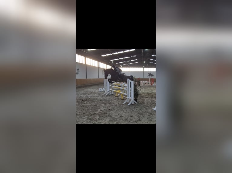 Zangersheider Stute 7 Jahre 170 cm Brauner in Willich