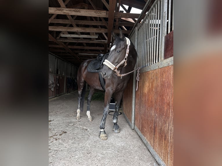 Zangersheider Stute 7 Jahre 170 cm Dunkelbrauner in Königerode