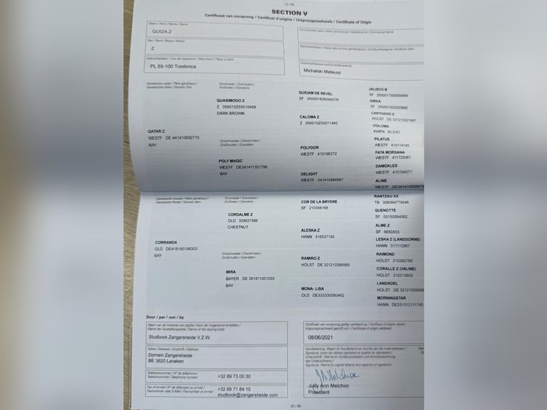 Zangersheider Stute 7 Jahre 170 cm Dunkelbrauner in Brzyków