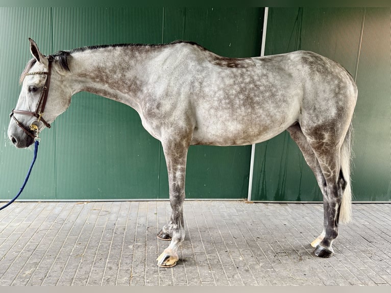 Zangersheider Stute 7 Jahre 170 cm Schimmel in Horstmar