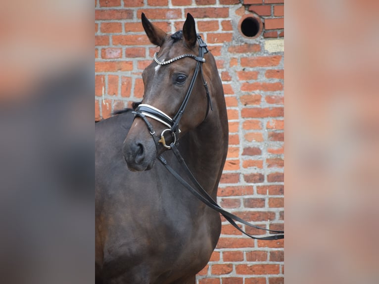 Zangersheider Stute 7 Jahre 173 cm Brauner in Dätgen