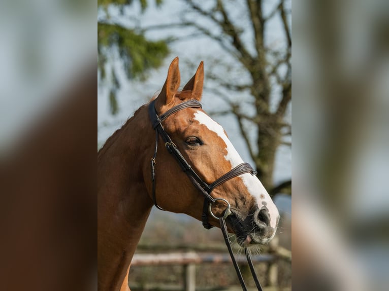 Zangersheider Stute 7 Jahre 174 cm Fuchs in Kaulille