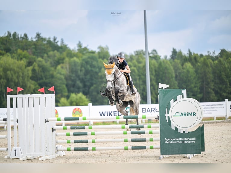 Zangersheider Stute 7 Jahre 174 cm Schimmel in Reda