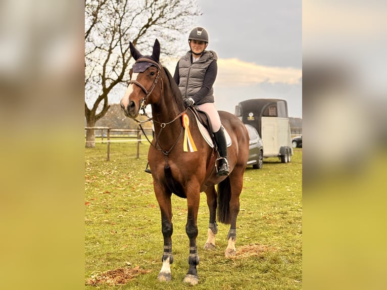 Zangersheider Stute 7 Jahre 176 cm Brauner in Bocholt