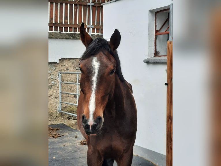 Zangersheider Stute 7 Jahre 176 cm Brauner in Sarleinsbach