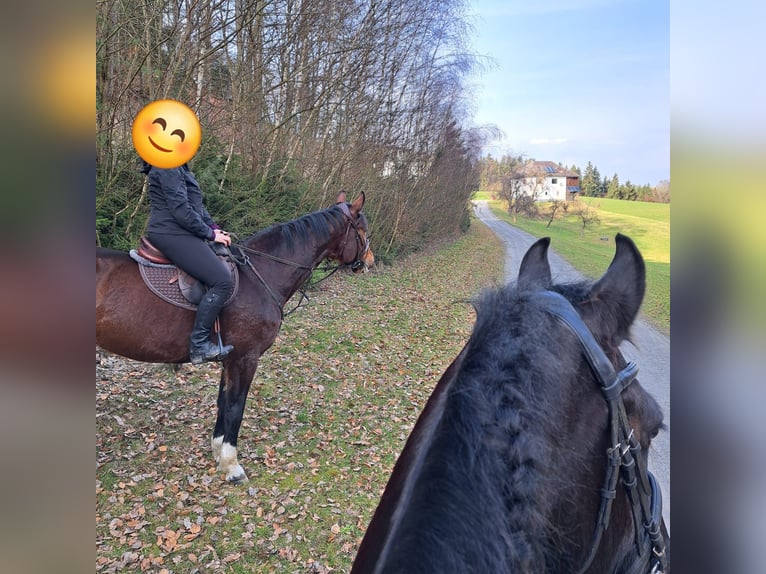 Zangersheider Stute 7 Jahre 176 cm Brauner in Sarleinsbach