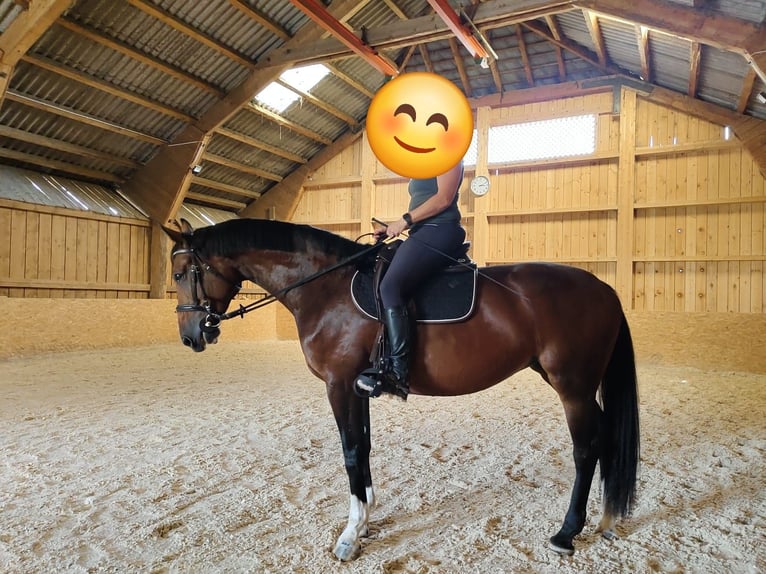 Zangersheider Stute 7 Jahre 176 cm Brauner in Sarleinsbach