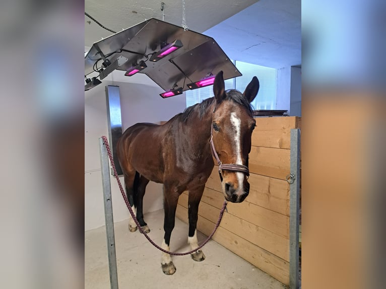 Zangersheider Stute 7 Jahre 176 cm Brauner in Sarleinsbach