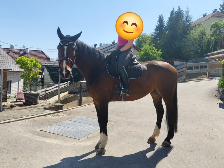 Zangersheider Stute 7 Jahre 176 cm Brauner in Sarleinsbach